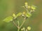 Velvetleaf plant with flowers and pods, Abutilon theophrasti