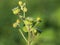 Velvetleaf plant with flowers and pods, Abutilon theophrasti