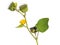 Velvetleaf plant with flowers and pods isolated on white, Abutilon theophrasti