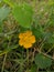 Velvetleaf plant yellow flower micro image in indian village school garden
