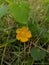 Velvetleaf plant yellow flower micro image microchrome image in indian village school garden