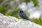 Velvety-black tyrant, Caraca natural park, Minas Gerais, Brazil