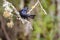 Velvety-black tyrant, Minas Gerais, Brazil