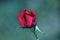 Velvety crimson red rose isolated against a blurred green backdrop