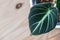 Velvety leaf of Alocasia reginula `Black Velvet` plantlet on a light wooden table.