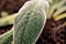 The velvety leaf of Stachys byzantina