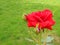 Velvety red fully exploded tea roses blooming in late spring