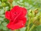 Velvety red fully exploded tea roses blooming in late spring