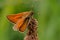 Venata moth