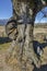 Venerable birch tree with interesting trung in the Plana mountain