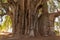 Venerable old tree at Tule, Mexico