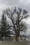 Venerable poplar or populus tree in winter center village Pasarel, Bulgaria