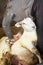 Venerable sheep shearer using hand tools in a Connecticut barn