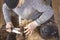 Venerable sheep shearer using hand tools in a Connecticut barn