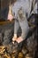 Venerable sheep shearer using hand tools in a Connecticut barn