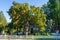 Venerable tree at Winchester, Mass.