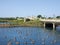 The venetian bridge crossing the lake in the kings gardens in southport merseyside with a flock of greylag geese swimming in the