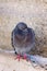 Venetian Pigeon Closeup