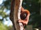 Venezuelan red howler, Alouatta seniculus