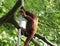 Venezuelan red howler, Alouatta seniculus