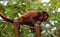 Venezuelan red howler, Alouatta seniculus