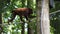 Venezuelan red howler, Alouatta seniculus