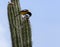 Venezuelan Troupial on a cactus