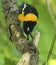 The Venezuelan troupial Icterus icterus