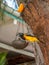 Venezuelan troupial, Icterus icterus, on bird feeder in tropical garden. Holiday on Bonaire