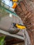 Venezuelan troupial, Icterus icterus, on bird feeder in tropical garden. Holiday on Bonaire