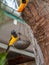 Venezuelan troupial, Icterus icterus, on bird feeder in tropical garden. Holiday on Bonaire