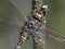 Venglazenmaker, Common Hawker, Aeshna juncea