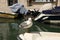 Venice, Italy - April 19, 2019: Seagull model posing on boat in one of Canal in Venice, Italy during sunny day