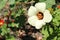 `Venice Mallow` flower - Hibiscus Trionum