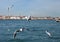 Venice from the sea with seagulls