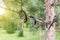 A venomous black snake lurked on a green branch of a fir tree