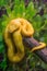 Venomous Bush Viper Snake