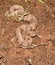 Venomous Copperhead snake on bare ground