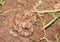 Venomous Copperhead snake in wet dirt next to a puddle of water