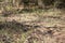 Venomous Cottonmouth Snake