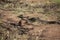 Venomous Cottonmouth Snake Sunning