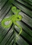 Venomous green tree pit viper, costa