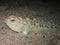 Venomous and poisonous fish Greater weever (Trachinus draco) on