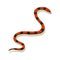 Venomous snake. Danger color animal. Poisonous reptile crawl. Decorative character, wildlife nature animal