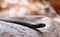 Venomous snake Inland taipan Oxyuranus microlepidotus