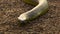 Venomous taipan snake slithering warily