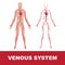 Venous system