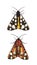 Ventral and dorsal side of a Cream-spot tiger moth wings close, Arctia villica, Erebidae family, isolated on white