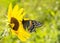 Ventral view of a beautiful Black Swallowtail butterfly on a Sunflower