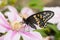 Ventral view of a beautiful male Eastern Black Swallowtail butterfly